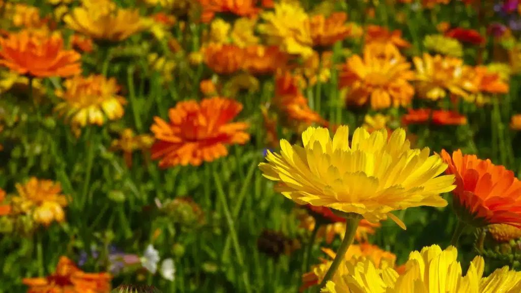 calendula fiori
