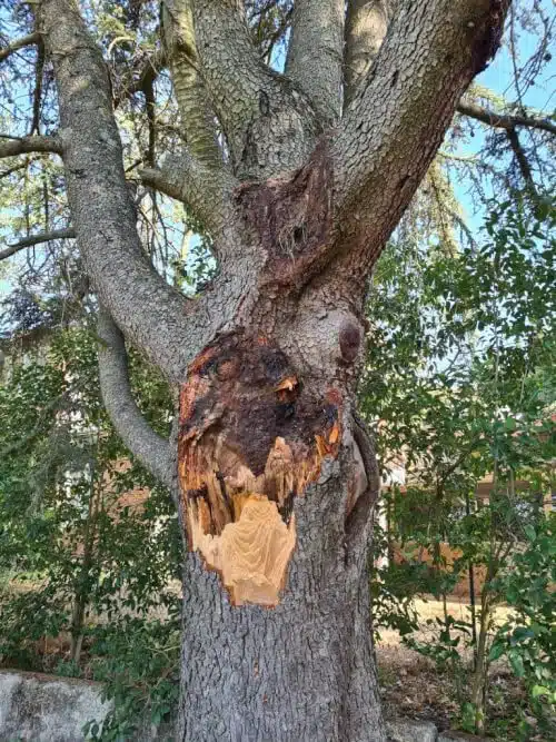 Immagine di un albero in valutazione per la stabilità