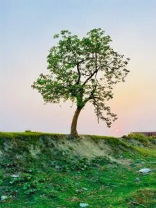 Milano servizo consolidamento albero