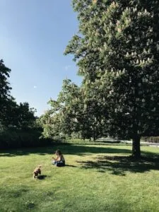 abbattimento alberi parco