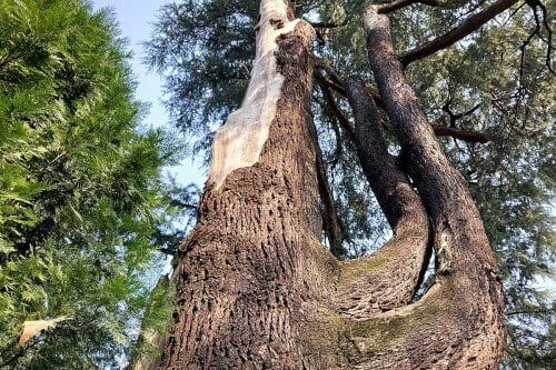 Agronomo a Milano esegue valutazione stabilità alberi