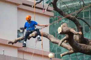 attrezzature abbattimento alberi