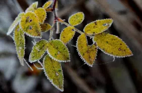 calicanto piante invernali per balconi