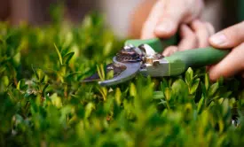 manutenzione del verde con cesoie