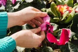 ciclamini riproduzione