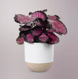 ciclamino vaso