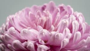 composizioni con peonie