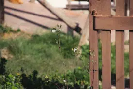 giardino incolto