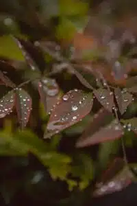 costo irrigazione giardino