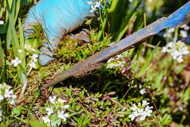 trapianto pianta coltivata