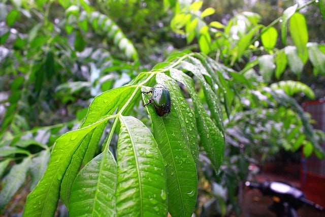 foglie irrigate con grande insetto sopra