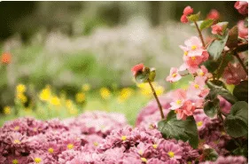 fiori in giardino primavera