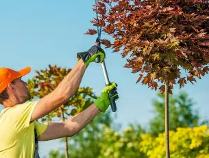 giardiniere potatore interviene sulle chiome dell'albero