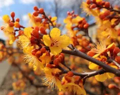 hamamelis piante invernali balcone