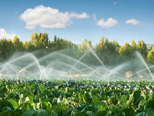 Giardino: quanta acqua serve per irrigare prato, piante e siepi