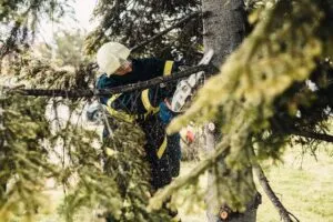 impresa giardinaggio abbattimento alberi