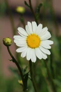 margheritina bellis perennis