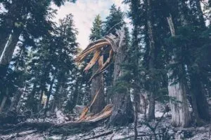 milano servizi consolidamento alberi