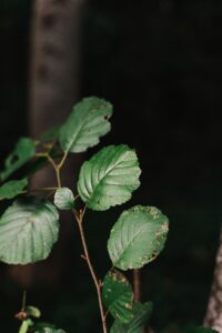 parassiti giardino foglie