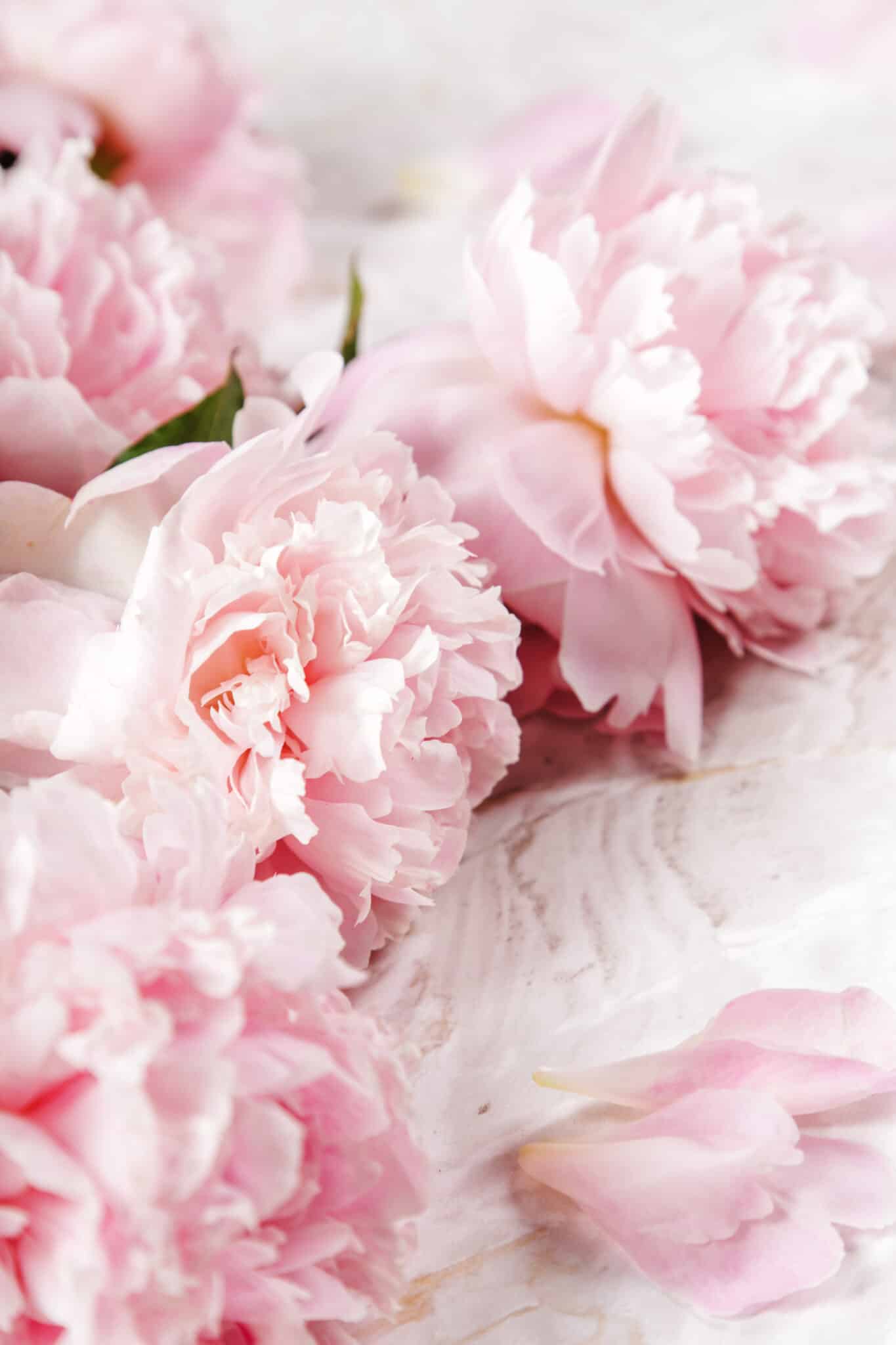 peonie profumate