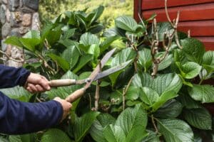 periodo potatura piante ornamentali