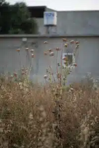 erbacce prevenzione giardino
