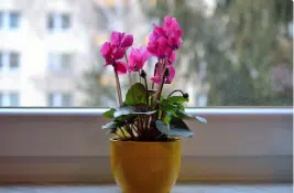 ciclamino in vaso alla finestra