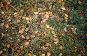 piantare ottobre