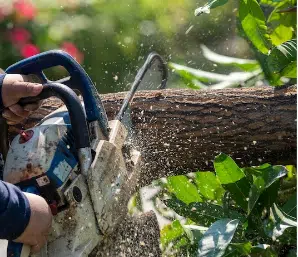 potatura alberi altofusto con attrezzi adeguati