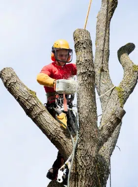 potatura alberi tree climbing