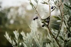 potare l'ulivo milano