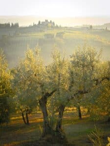 potatura olivi giovani milano