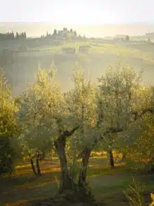 potatura olivi giovani milano