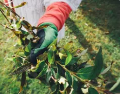 potatura piante milano