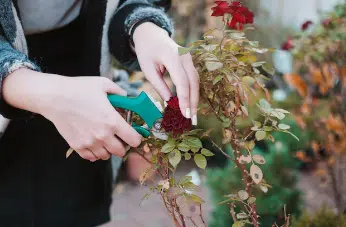 potatura rose