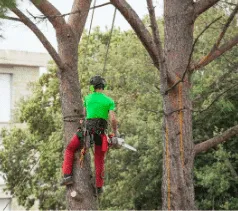 potatura tree climbing Milano