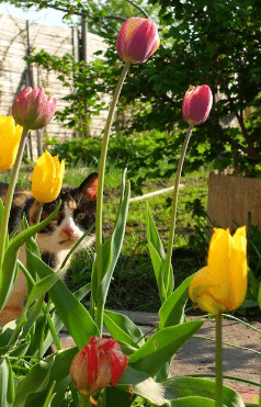 primavera giardino