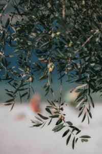 procedura potatura olivi milano