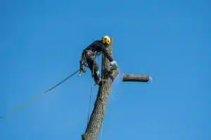 professionista abbattimento alberi