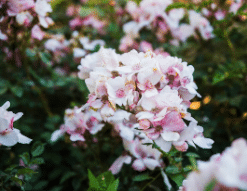 rododendro fioritura estiva