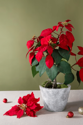rosa di natale piante da balcone inverno