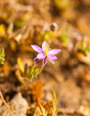 sassifraga pianta