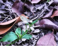 smaltimento potatura piante