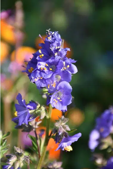 speronella fiore