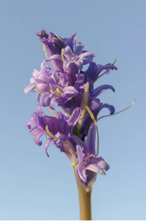 speronelle delphinium