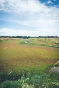 taglio prato sfalcio da effettuare in un campo
