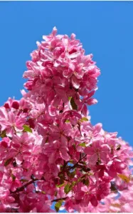 talea rododendro