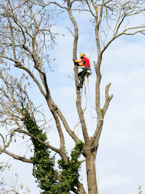 tree climbing milano