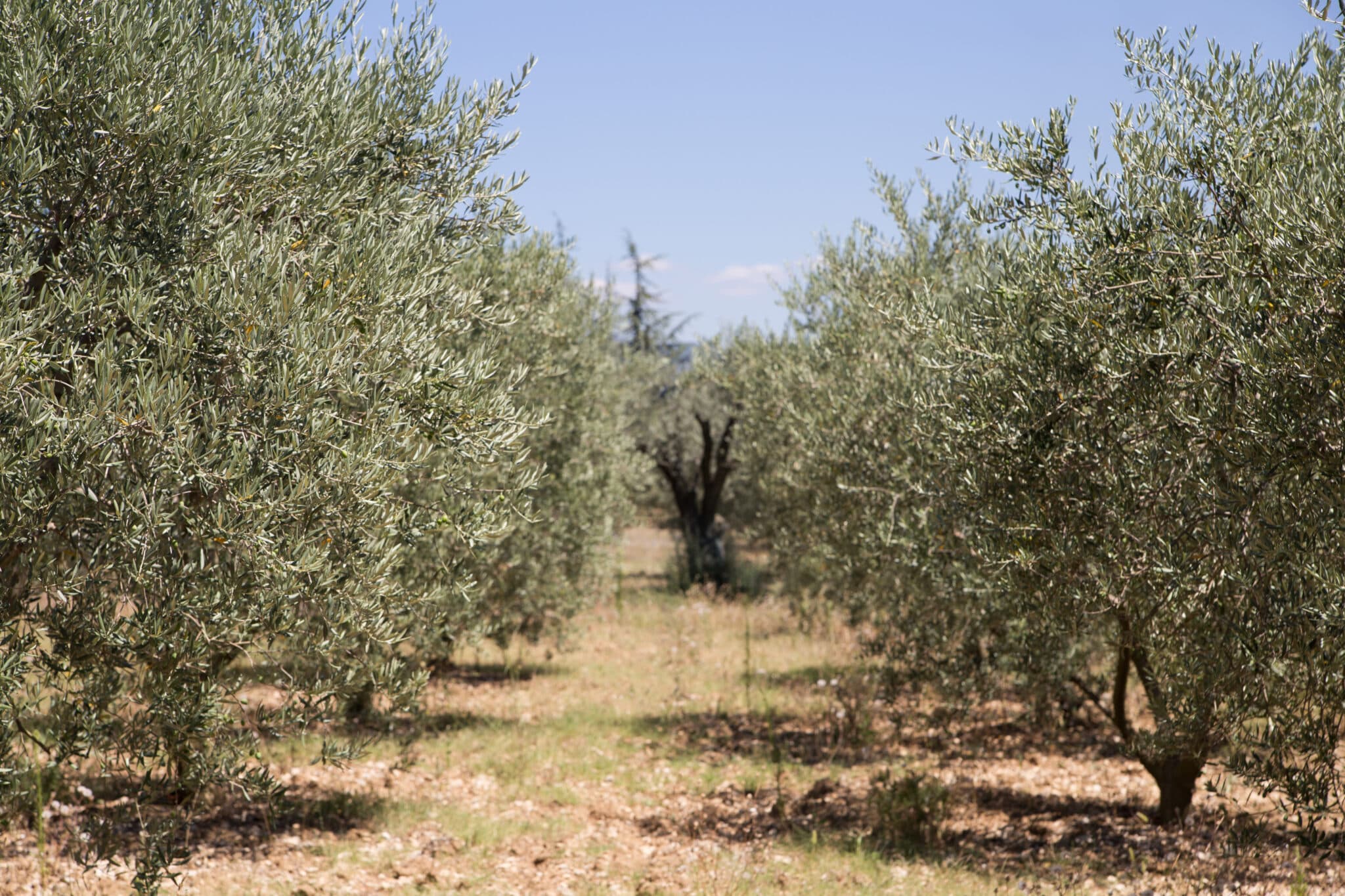 alberi di ulivi