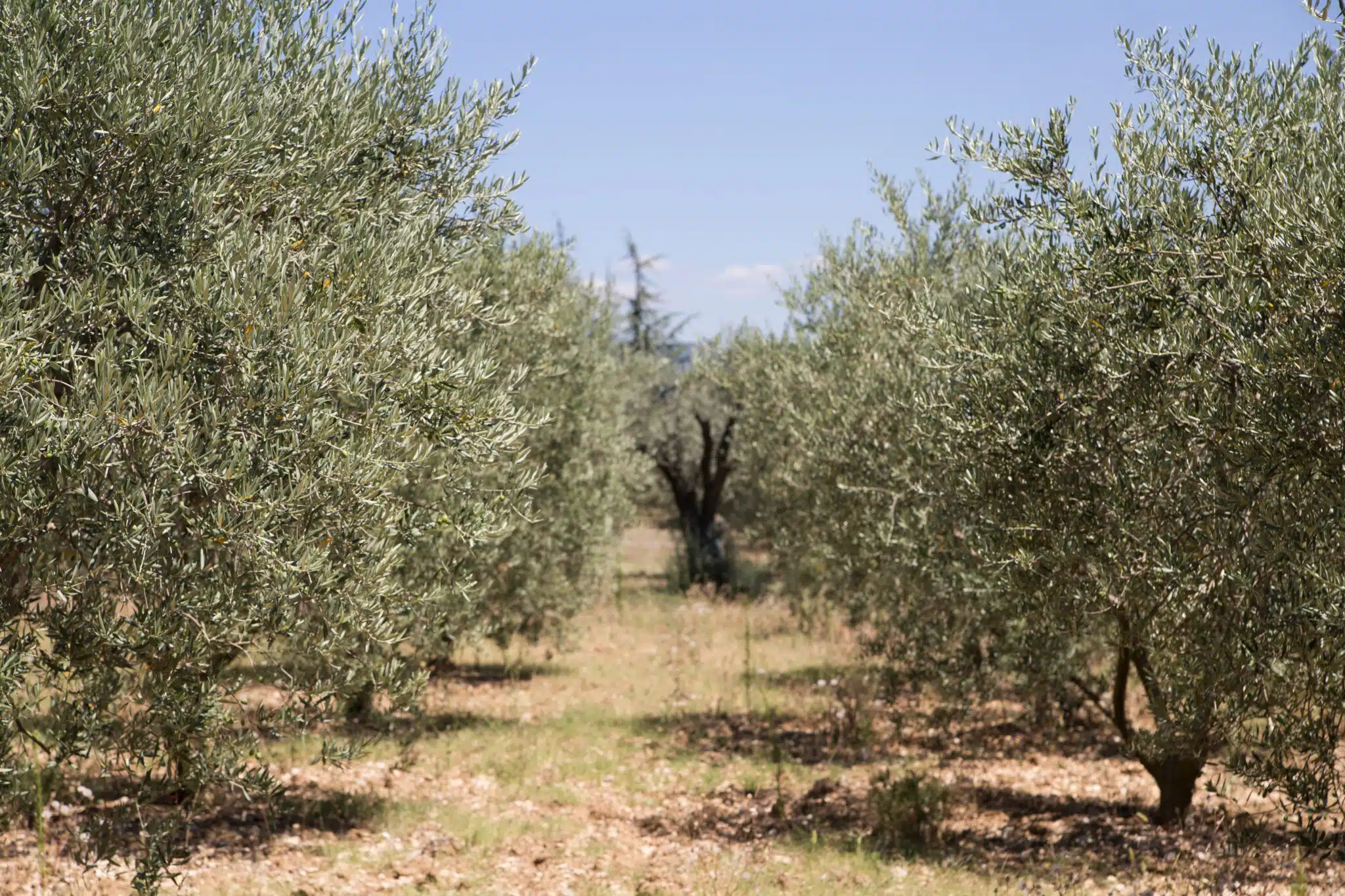 alberi di ulivi
